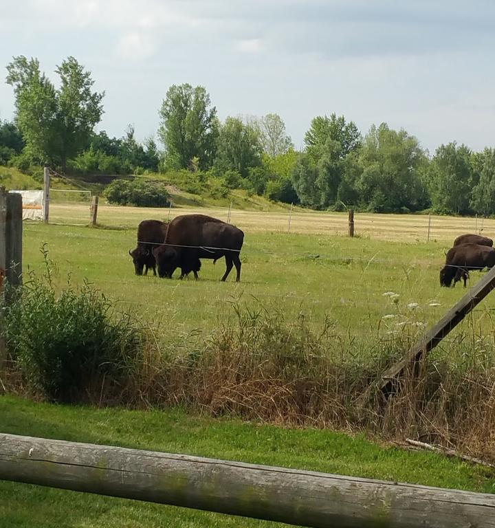 Buffalo Ranch Neukieritzsch